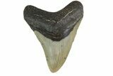 Fossil Megalodon Tooth - North Carolina #161430-2